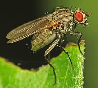 Flies
