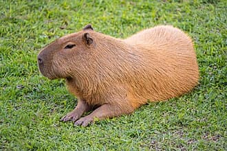 Rodents