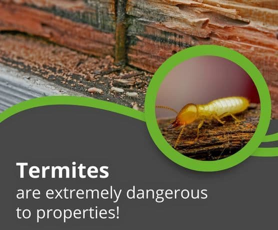 Termite Control